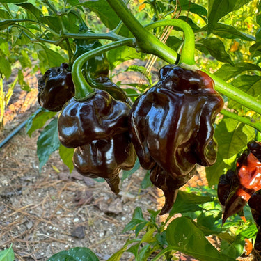 Trinidad Scorpion X Congo Chocolate - Seeds - The Pepper Pantry (Formerly Marie Sharp's)